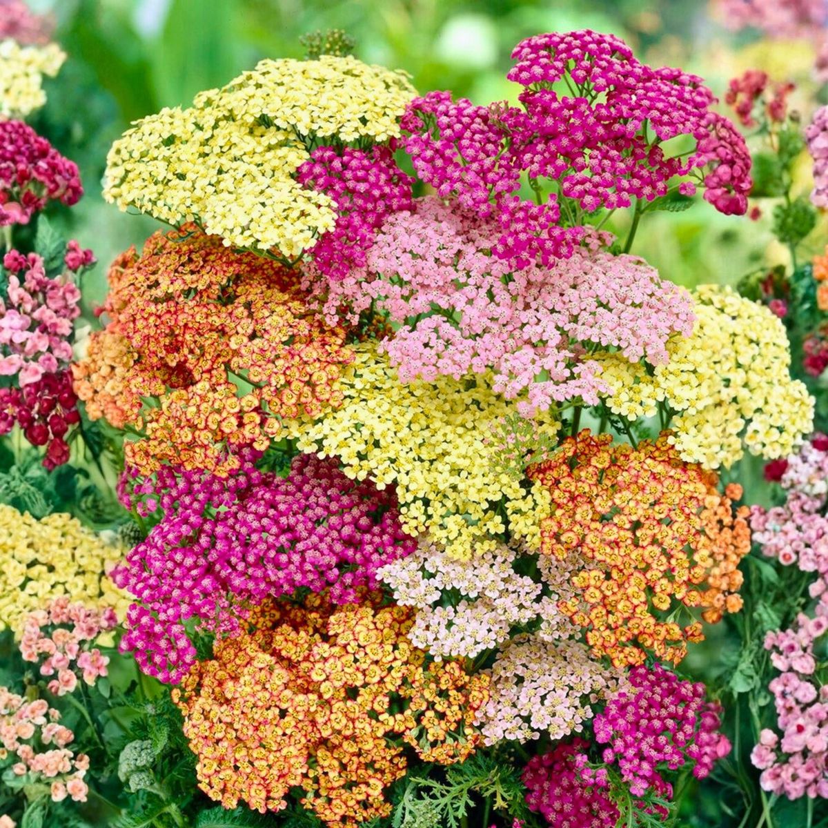 Plantes ornementales