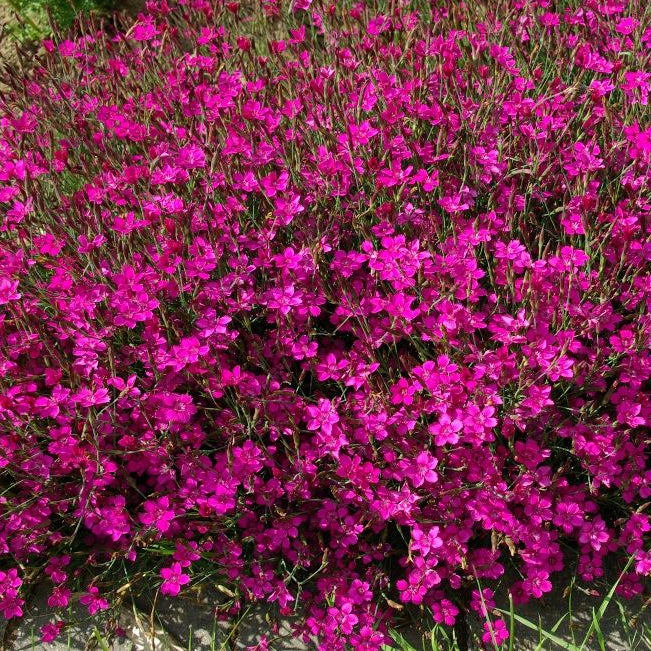 Plant de oeillet à delta - DIANTHUS deltoides