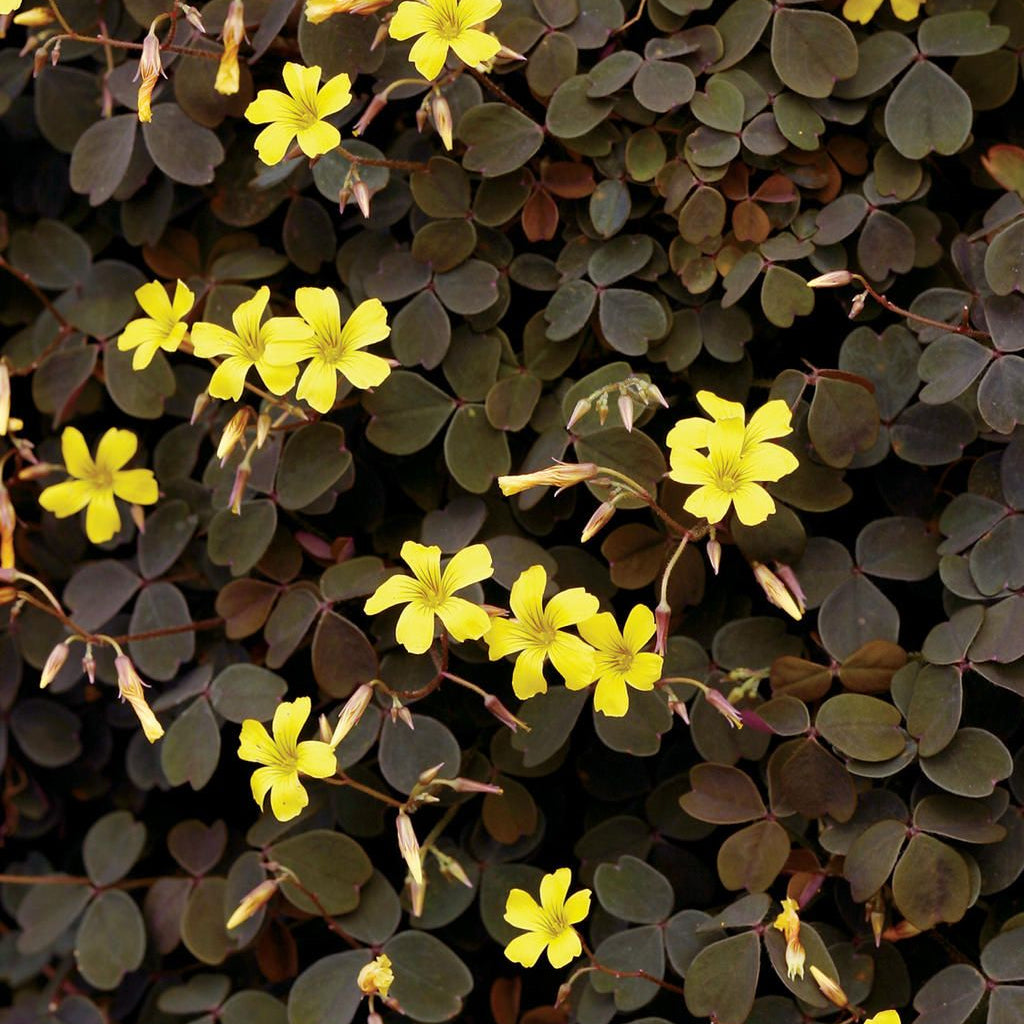 Plant d'oxalis - Oxalis