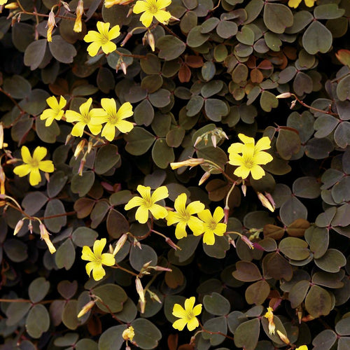 Plant d'oxalis - Oxalis