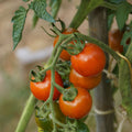 Plant de tomate cerise 'Miel du Mexique' - Solanum lycopersicum Miel du Mexique