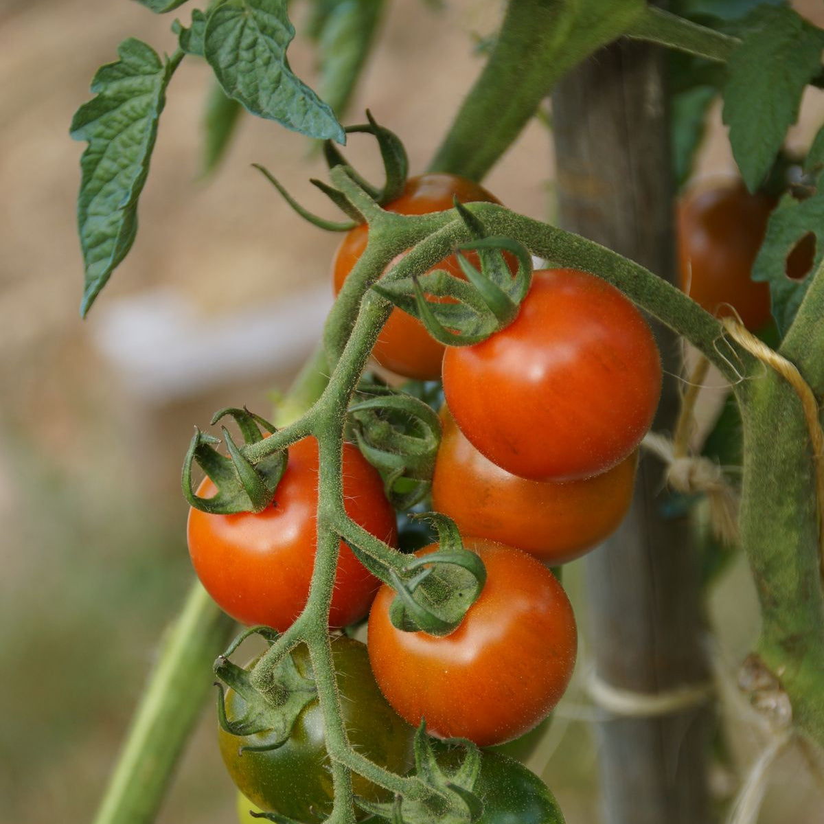 Plant de tomate cerise 'Miel du Mexique' - Solanum lycopersicum Miel du Mexique