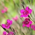 Plant de oeillet à delta - DIANTHUS deltoides