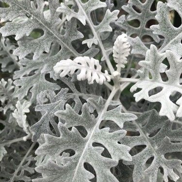 Plant de cinéraire maritime - CINERARIA maritima