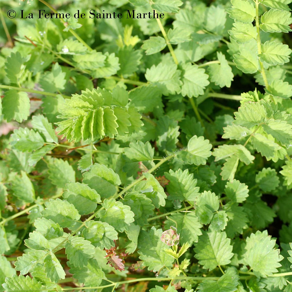 Plant de petite pimprenelle - SANGUISORBA minor