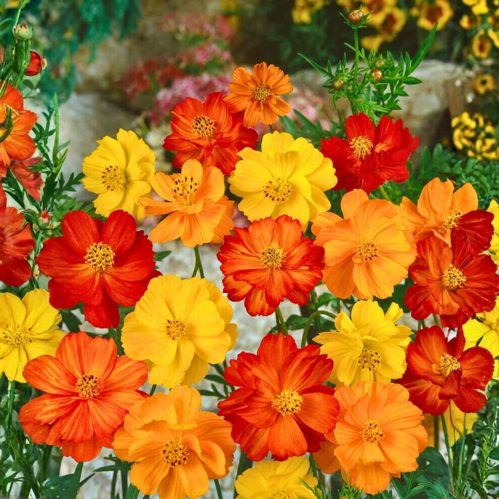 Plant de cosmos sulfureux - Cosmos sulphureus