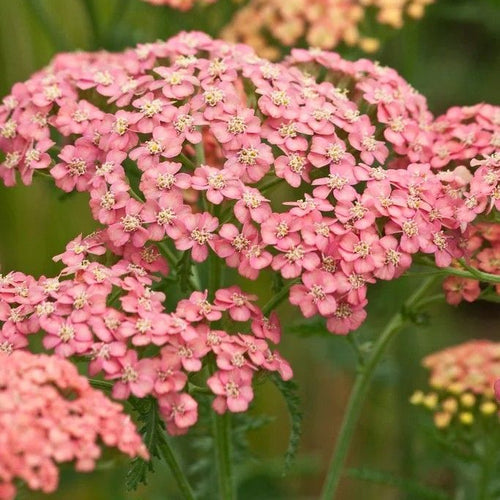 Plant d'achillée millefeuille - Achillea millefolium