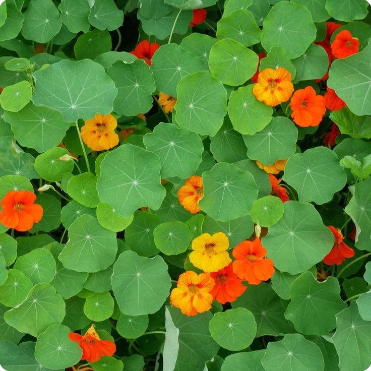 Plant de capucine - Tropaeolum majus