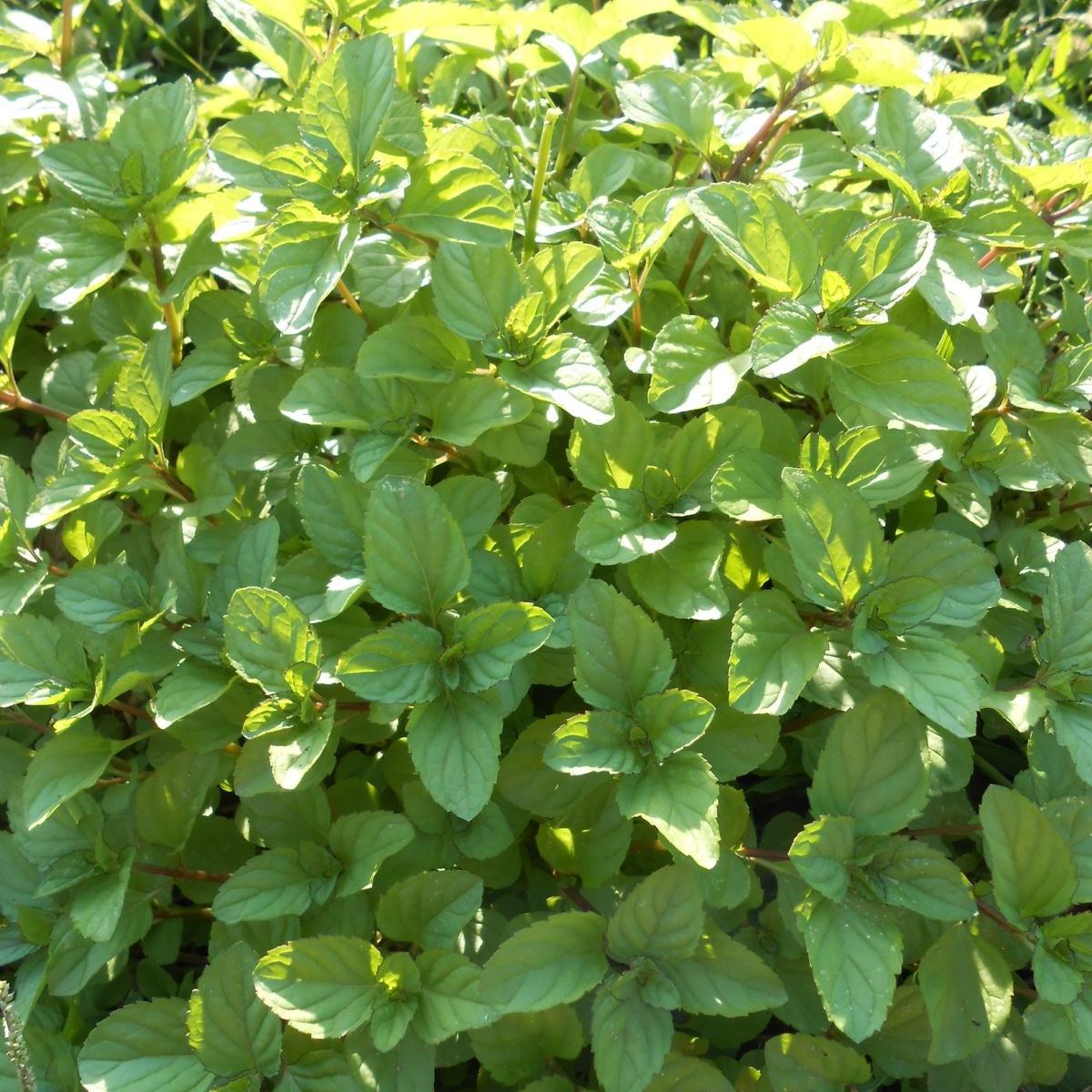 Plant de menthe pamplemousse - Mentha citrata grapefruit