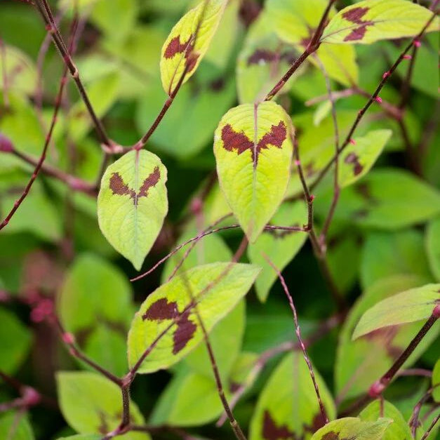 Plant de Persicaire - Persicaria filiformis
