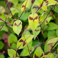 Plant de Persicaire - Persicaria filiformis