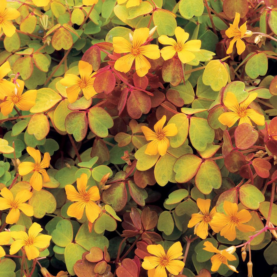 Plant d'oxalis - Oxalis