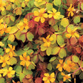 Plant d'oxalis - Oxalis
