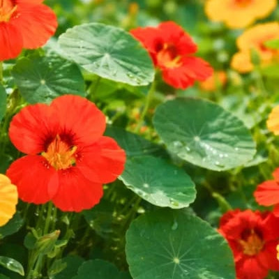 Plant de capucine - Tropaeolum majus