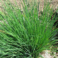 Plant de ciboulette - Allium schoenoprasum