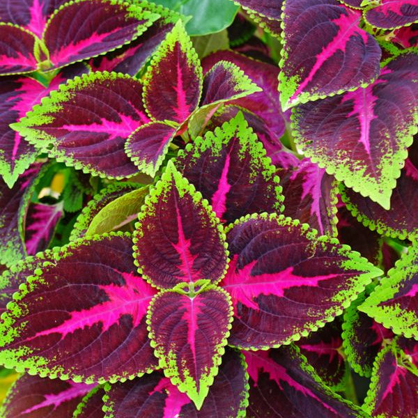 Plant de Coleus exhibition - Coleus exhibition