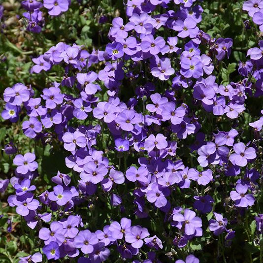 Plant de Aubriète Cascade - Aubrieta x cultorum Cascade