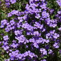 Plant de Aubriète Cascade - Aubrieta x cultorum Cascade