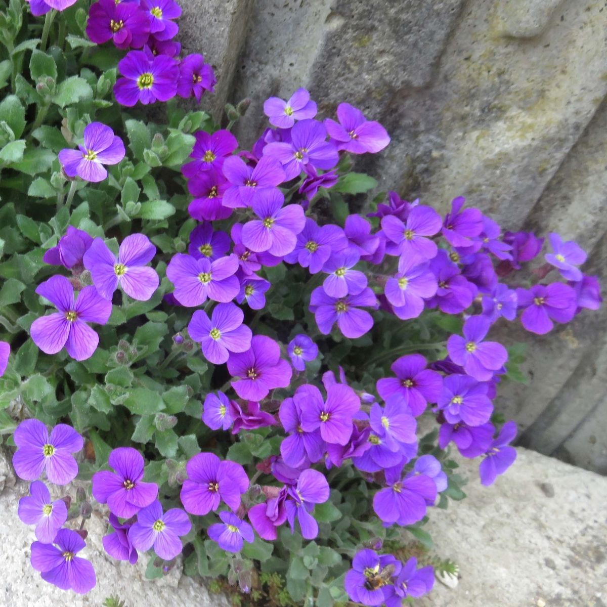 Plant de Aubriète Cascade - Aubrieta x cultorum Cascade