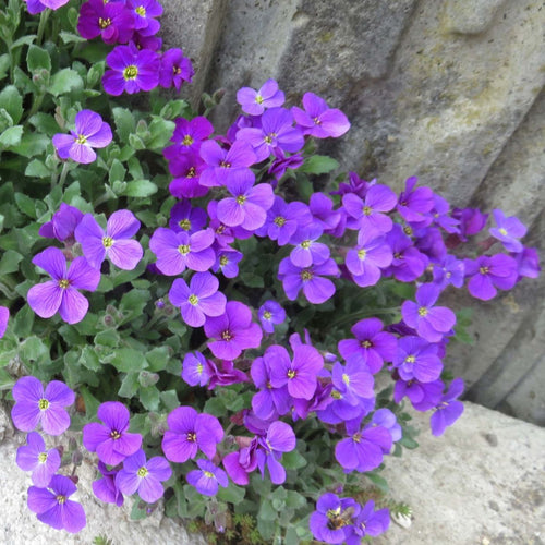 Plant de Aubriète Cascade - Aubrieta x cultorum Cascade