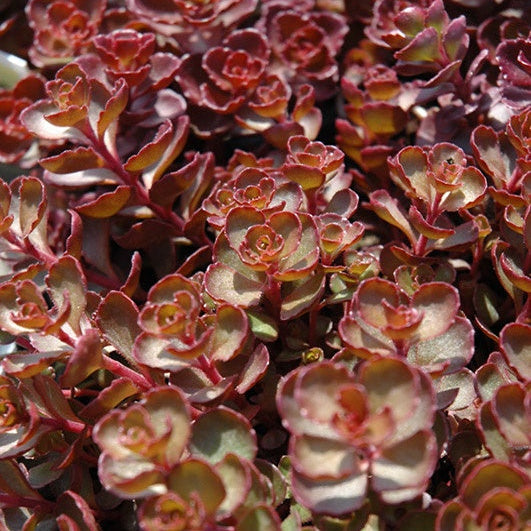 Plant de sedum Voodoo - SEDUM spurium voodoo