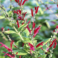 Plant de sauge ananas - Salvia elegans