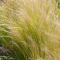 Plant de cheveux d'ange - Stipa tenuissima