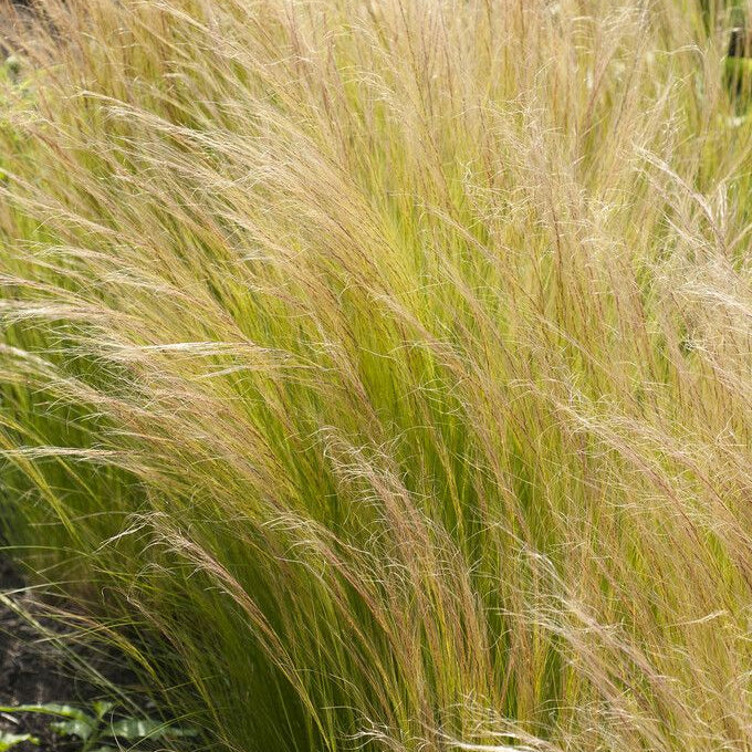 Plant de cheveux d'ange - Stipa tenuissima