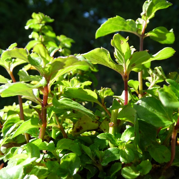 Plant de menthe basilic- Mentha x piperita f.citrata