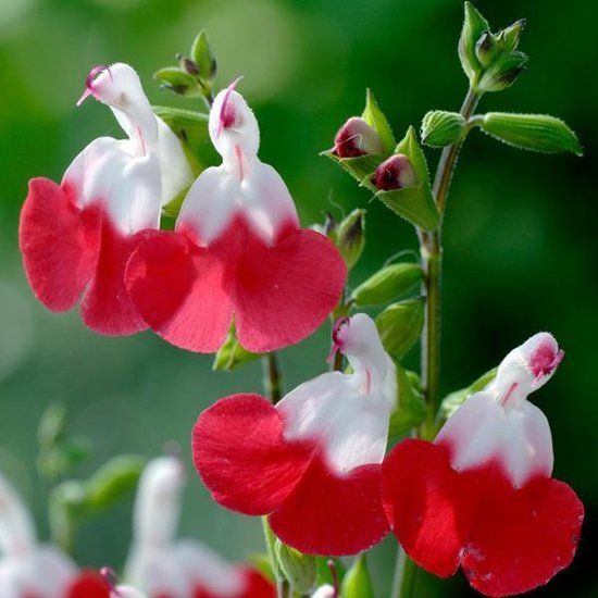 Plant de sauge colorée - Salvia microphylla