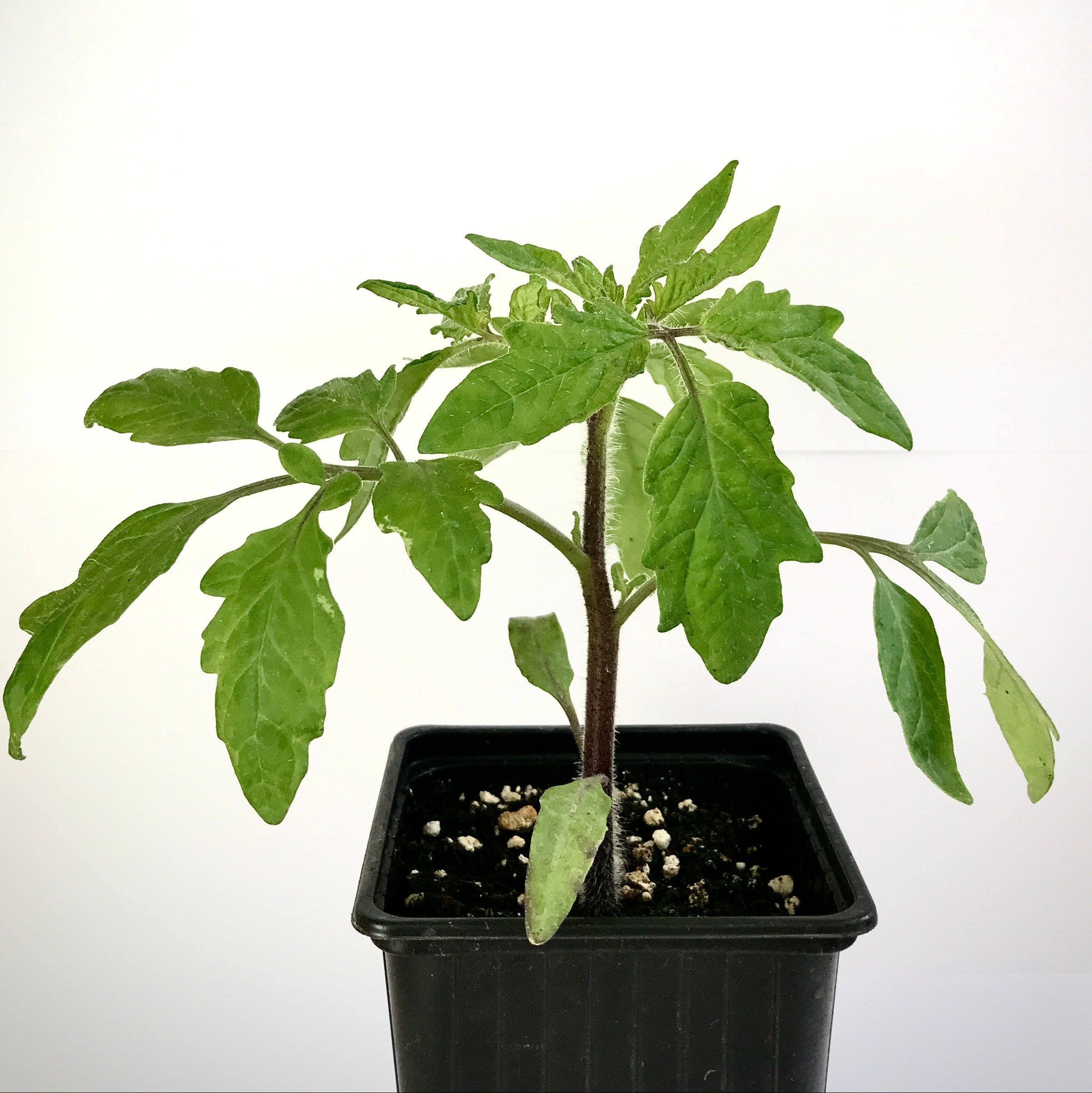 Plant de tomate cerise 'Gold Nugget' - Solanum lycopersicum Gold Nugget