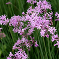 Plant de tulbaghia - Tulbaghia violacea