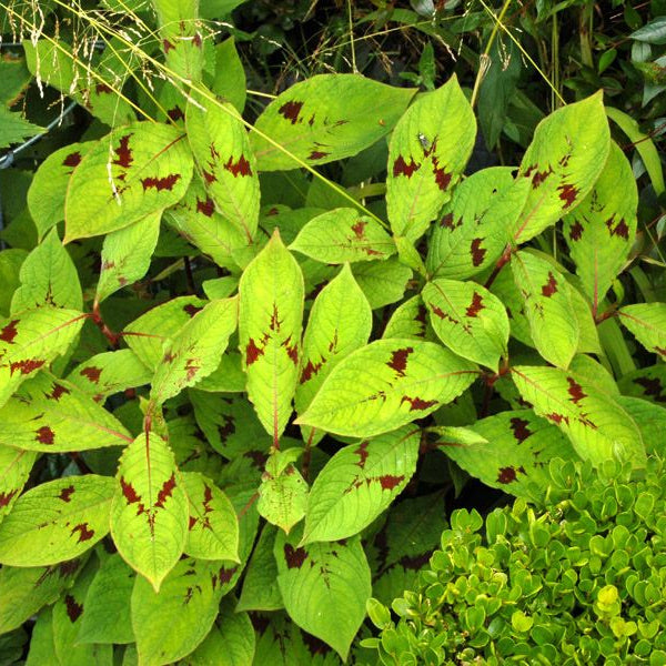 Plant de Persicaire - Persicaria filiformis