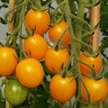 Plant de tomate cerise 'Gold Nugget' - Solanum lycopersicum Gold Nugget