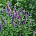 Plant d'agastache fenouil - Agastache foeniculum