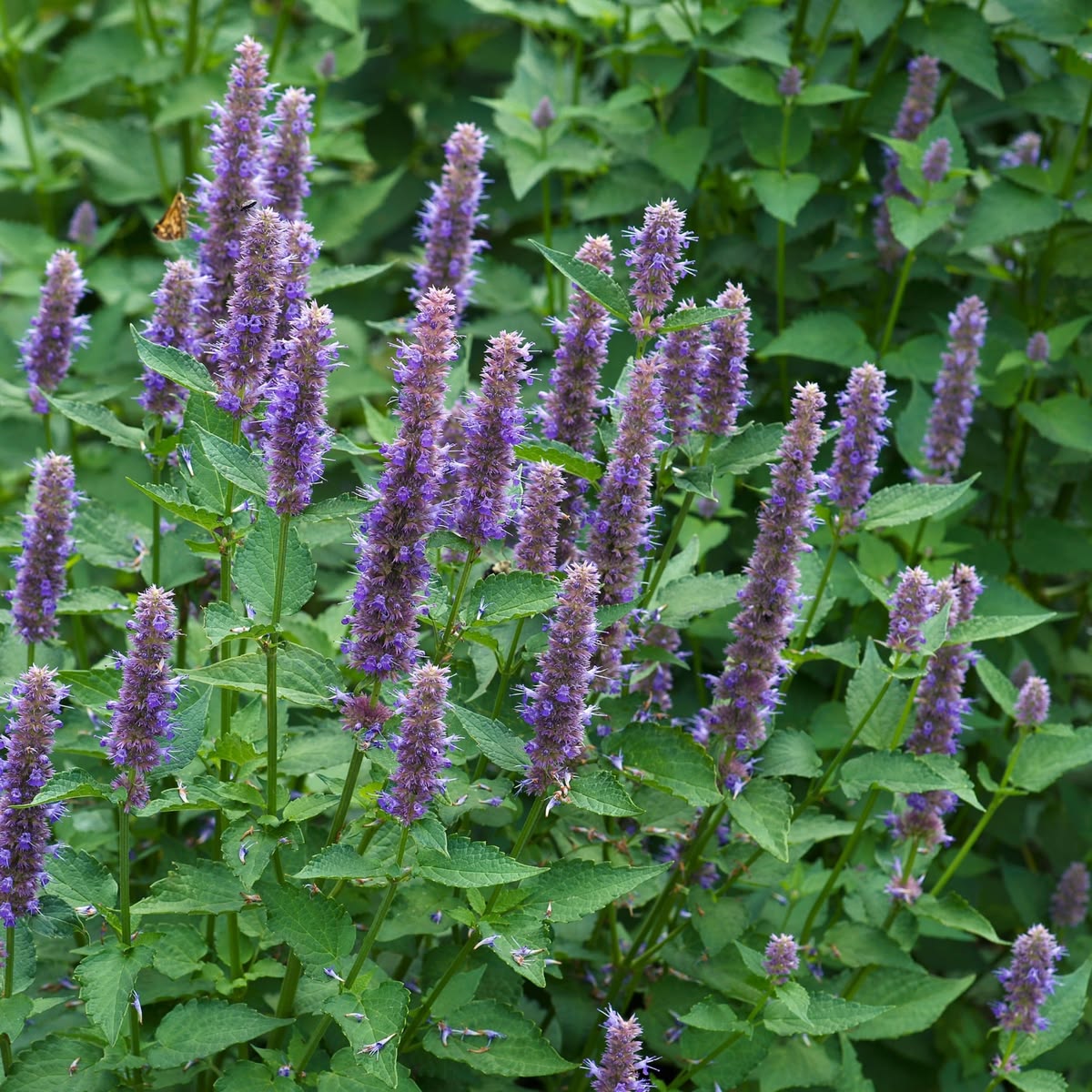 Plant d'agastache fenouil - Agastache foeniculum