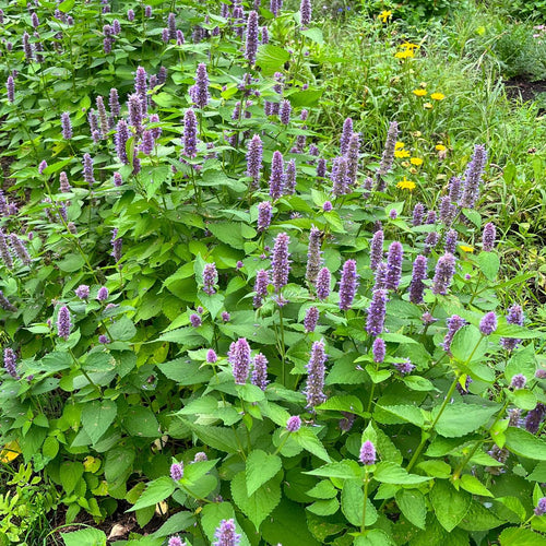 Plant d'agastache fenouil - Agastache foeniculum