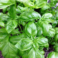 Plant de basilic vert 'Diana' - Ocimum basilicum