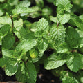 Plant de menthe poivrée - Mentha x piperita