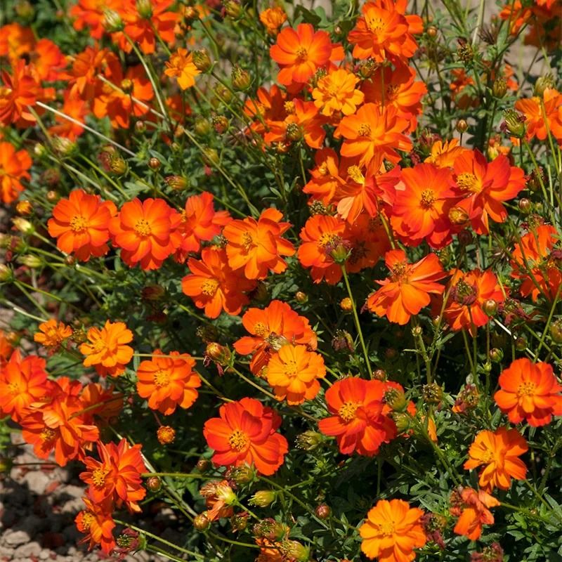 Plant de cosmos sulfureux - Cosmos sulphureus