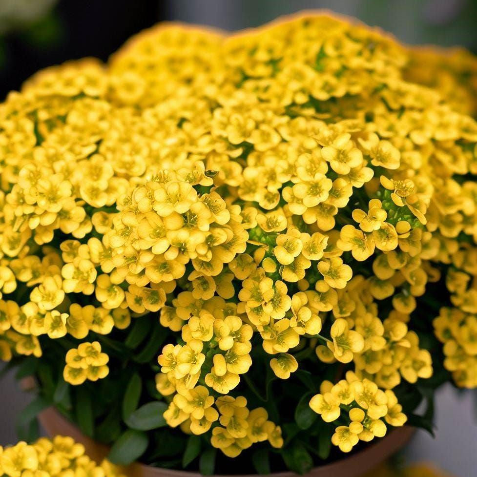 Plant de corbeille d'or - ALYSSUM saxatile