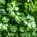 Plant de coriandre - Coriandrum sativum