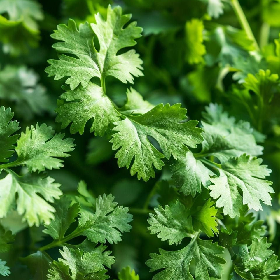 Plant de coriandre - Coriandrum sativum