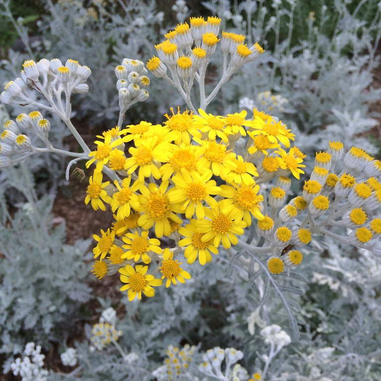 Plant de cinéraire maritime - CINERARIA maritima