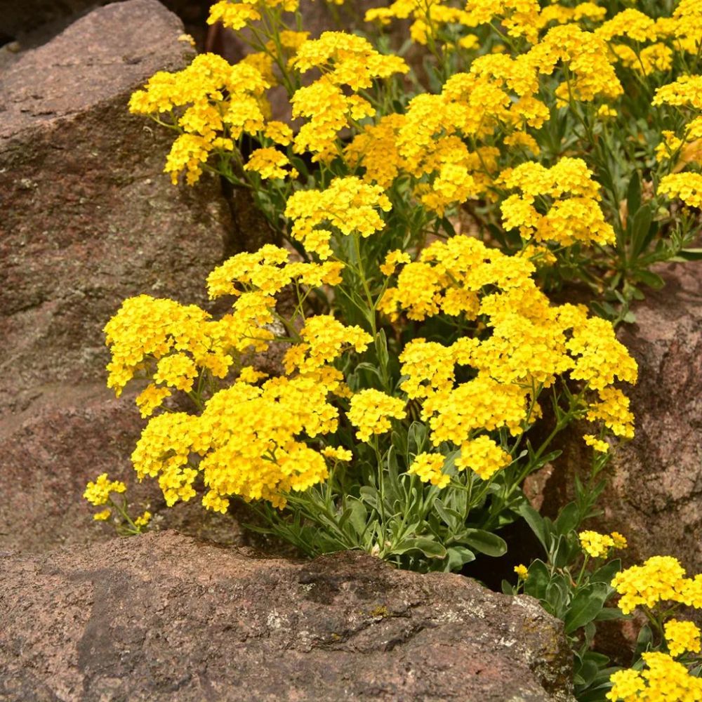 Plant de corbeille d'or - ALYSSUM saxatile