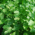 Plant de persil plat - Petroselinum crispum