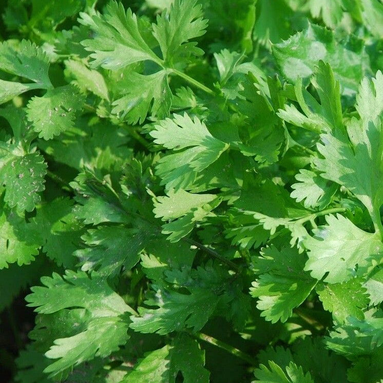 Plant de persil plat - Petroselinum crispum