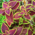 Plant de Coleus exhibition - Coleus exhibition