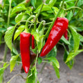 Plant de piment 'gorria' - Capsicum annuum 'Gorria'