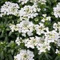 Plant de corbeille d'argent - Iberis sempervirens